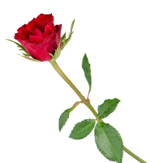 Rosa + complementos para montarlas tú mismo/a