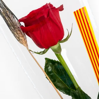 Rosa ya montada con bolsa y espiga